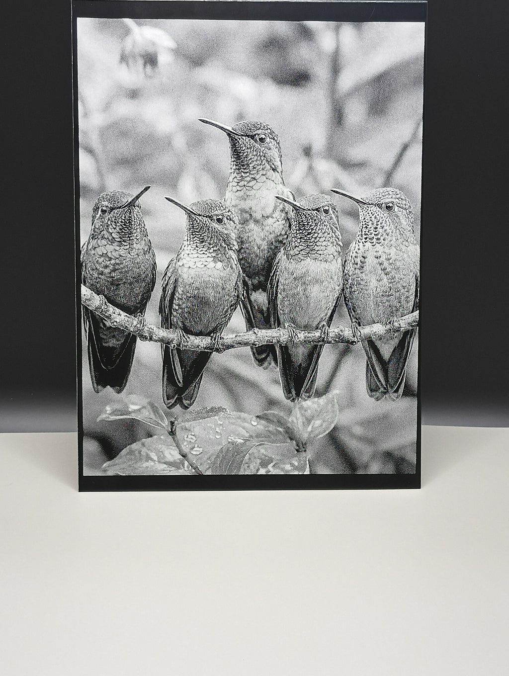 Framed black and white photograph of hummingbirds on a branch.