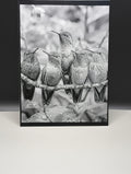 Framed black and white photograph of hummingbirds on a branch.