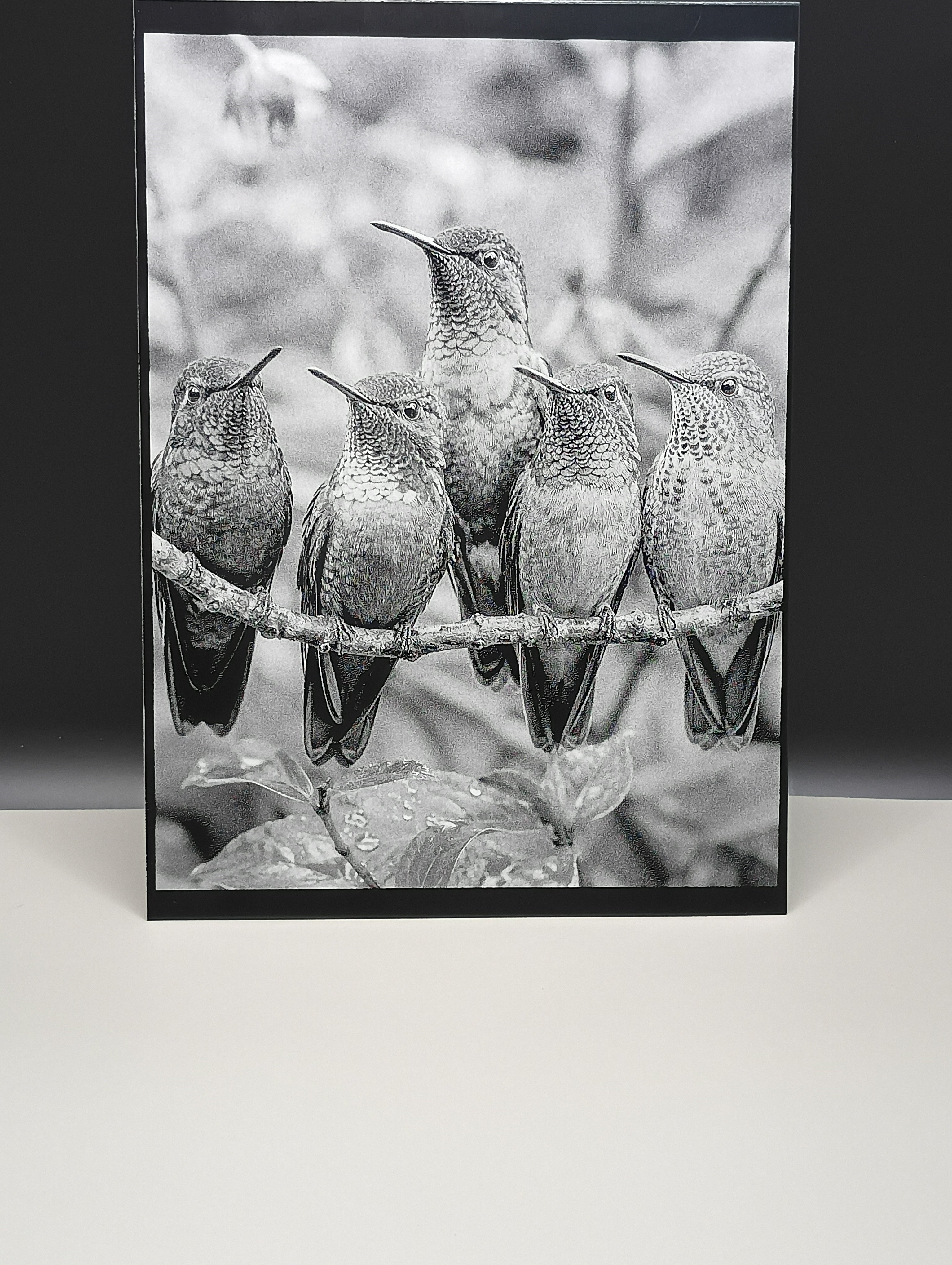 Framed black and white photograph of hummingbirds on a branch.